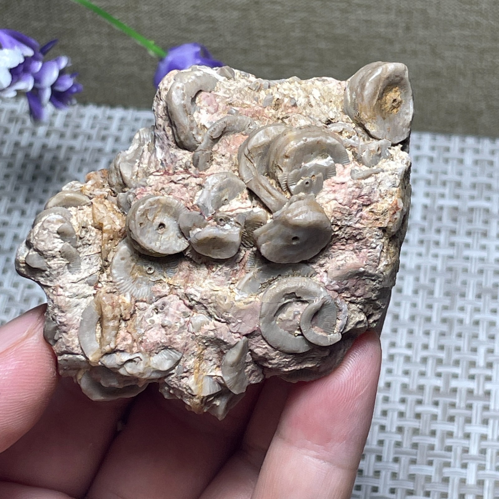 Natural sea lily stem crystal Madagascar - viewing specimen 107g A2