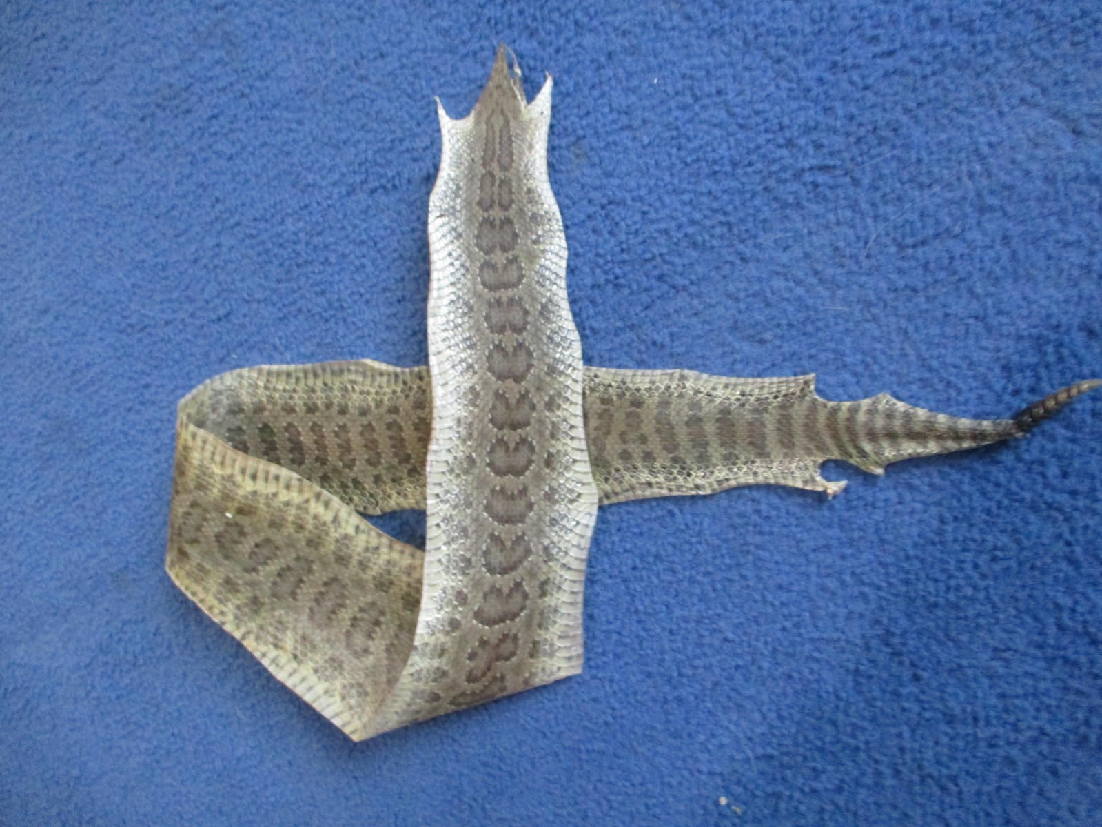 rattlesnake skin prairie rattle snake hide DRY NOT TANNED wrap 34 in. P3