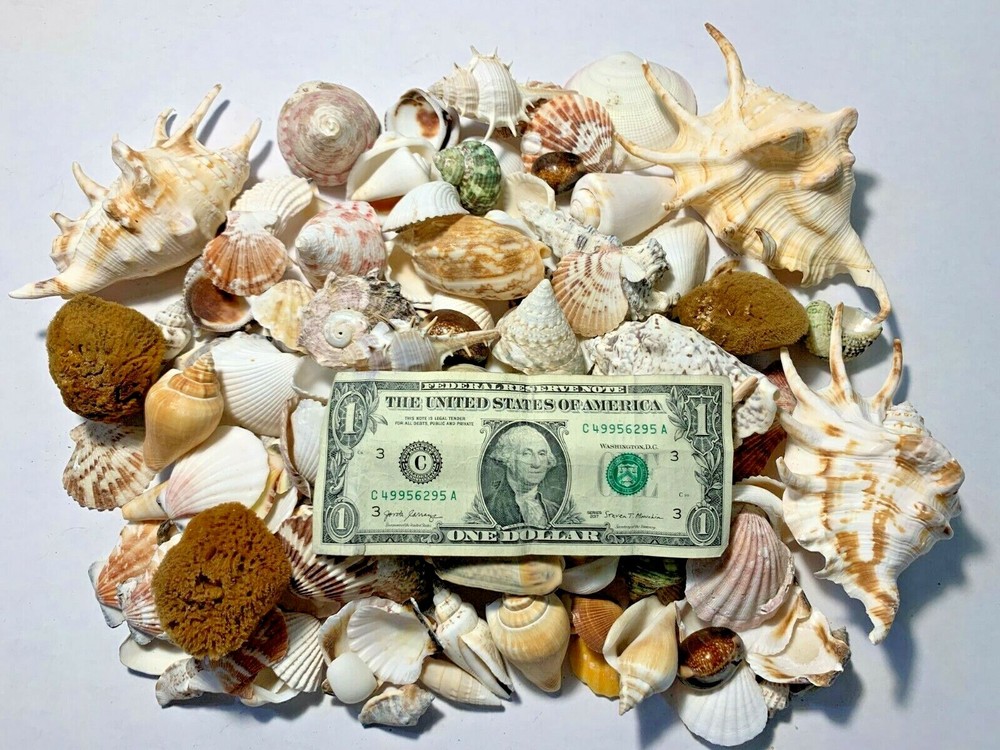 3 lbs. Large Indo Seashells Sea Shells Best Price FREE Ship!