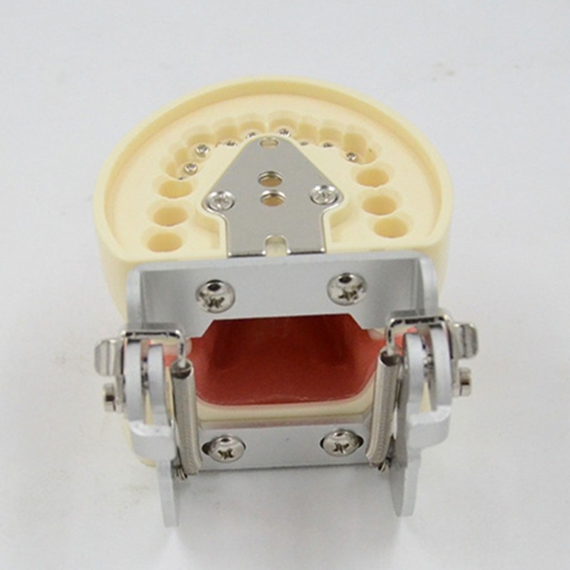 Soft Gums Removable 32 Teeth Suitable for Dentistry Students Operation Practice