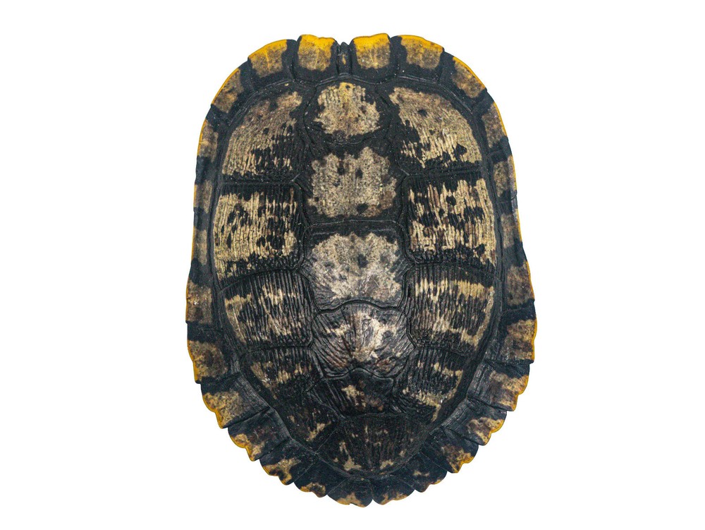 Red Ear Turtle Shell Block Pattern 7" to 8" (227GS-0708B)10UBS