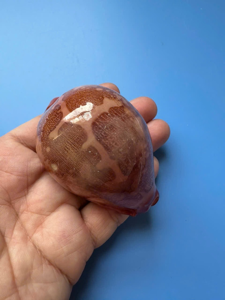 71.6mm | Cypraea Mappa |F+++ | RED pattern