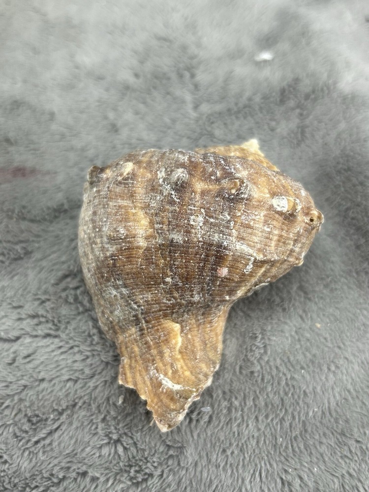 Rapana Rapiformis Turnip Shell 3.5" Long