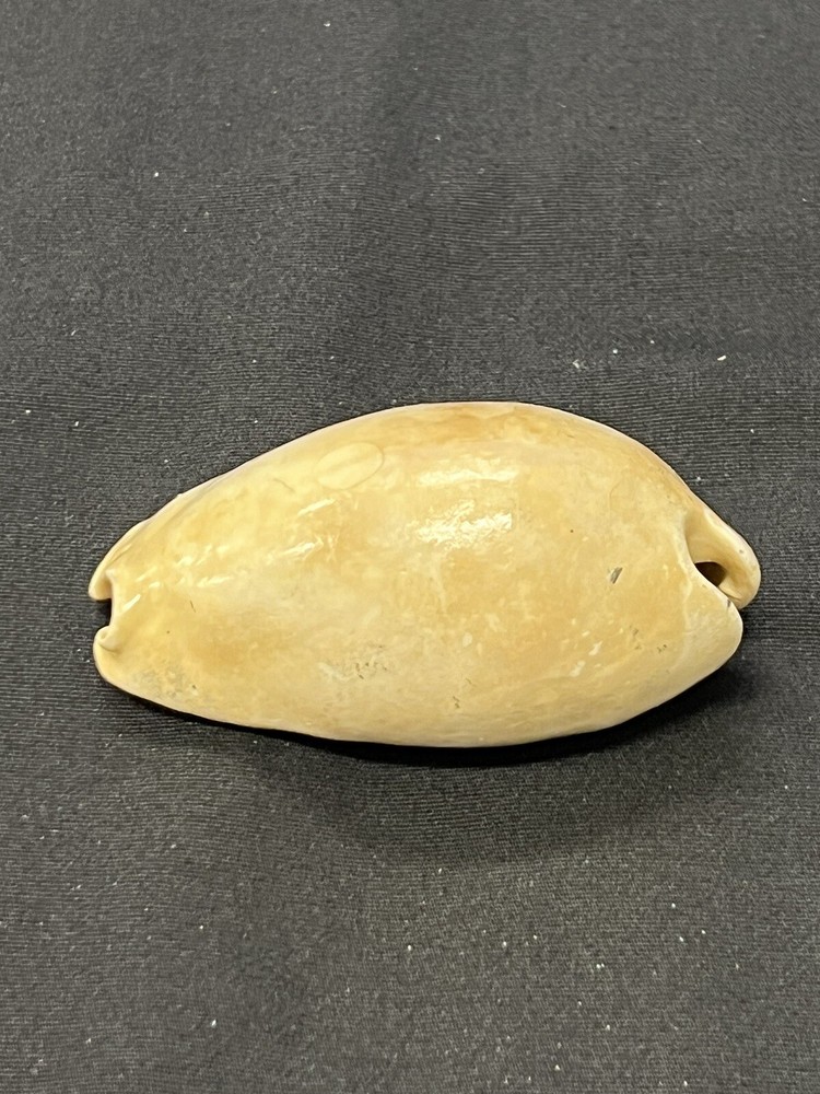 EXTINCT Fossilized COWRIE Shell From Central Florida - Pliocene Era.
