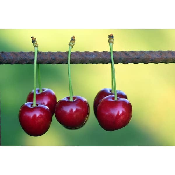3 ft. Lapins Cherry Semi-Dwarf Tree – Self-Pollinating, High Yield