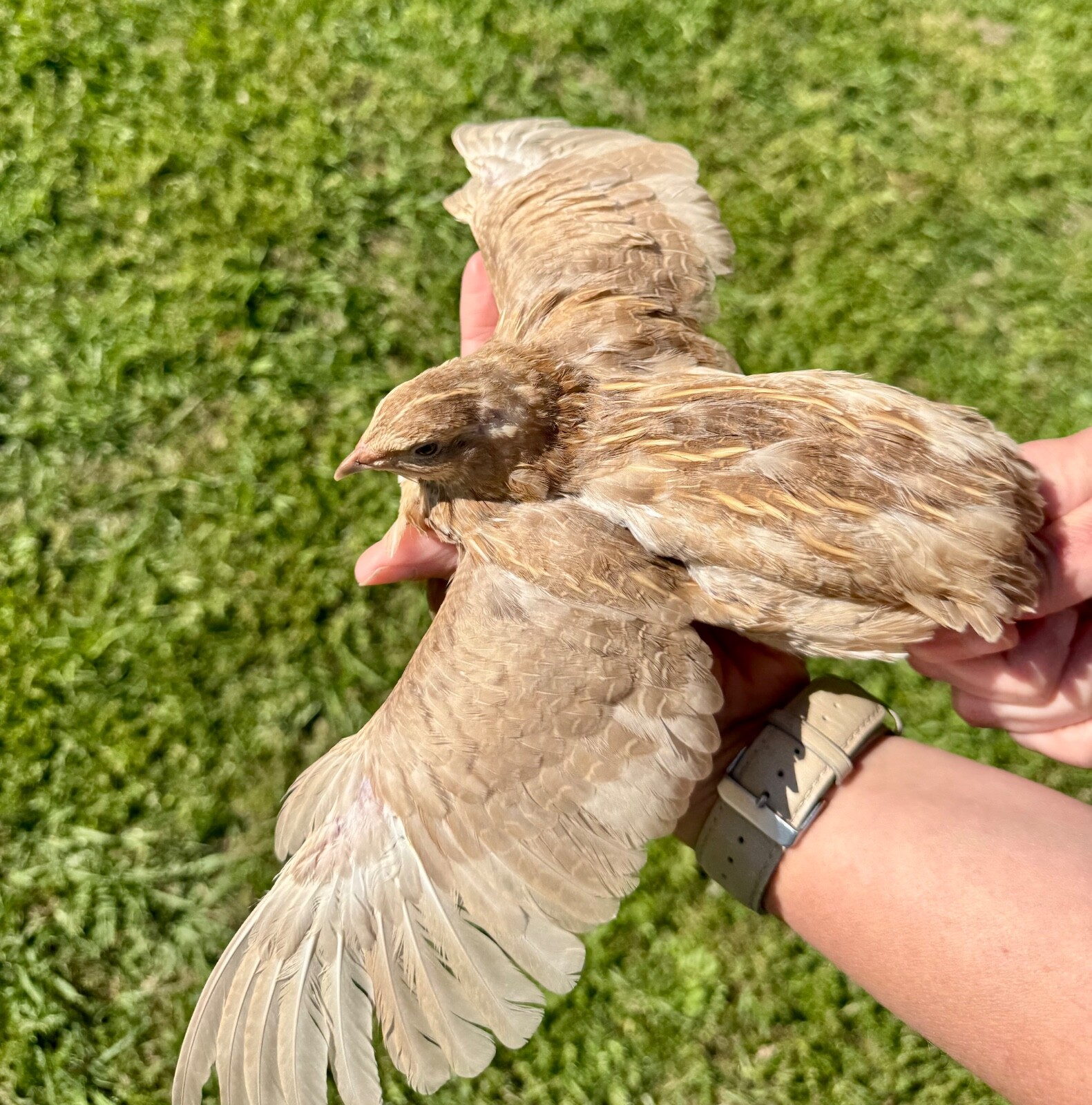 30+ RARE COLORS Coturnix Quail Hatching Eggs NPIP AI Free