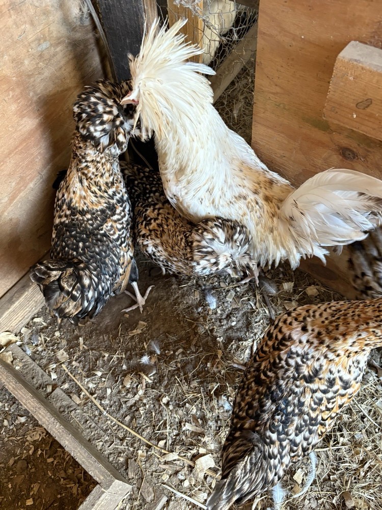 8 Candy Corn Polish Hatching Eggs** UPS FedEx USPS*