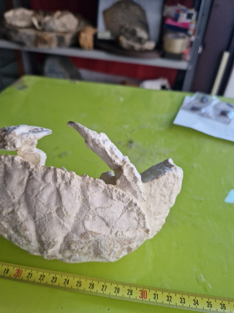CRAB CANCER FOSSIL