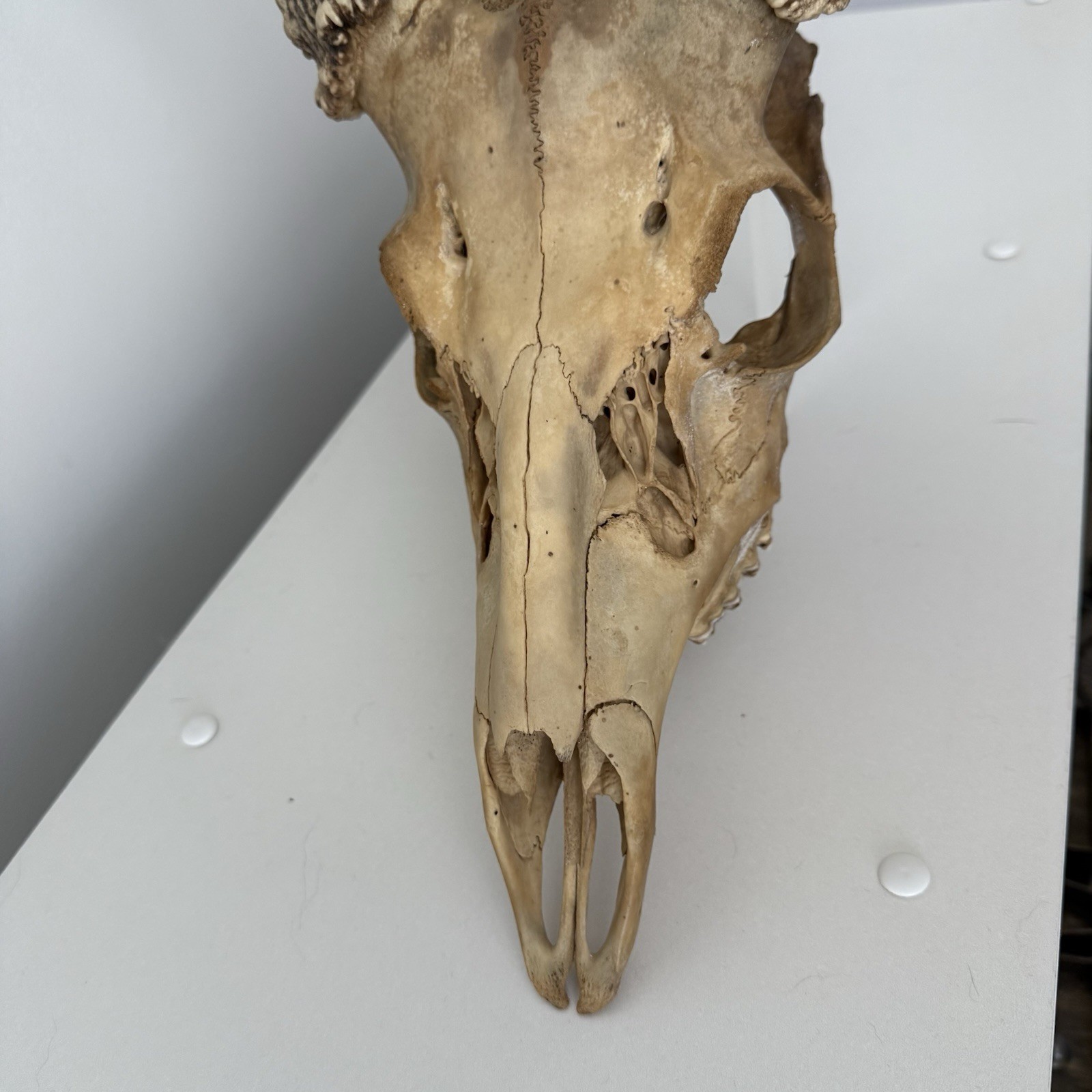 Wild 12 Point Whitetail Deer Antler Rack Horn Skull European Mount Man Cave 151"