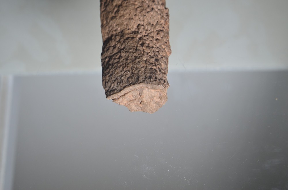 fossilized tube worm Utah