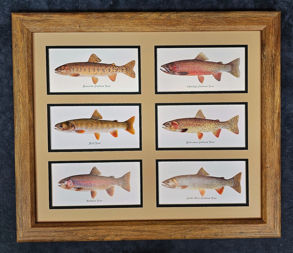 Joseph Tomelleri framed Idaho Native Trout