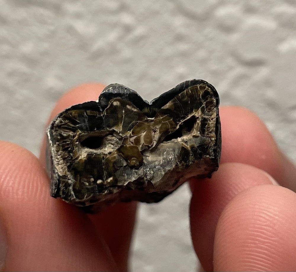 POLISHED HORSE TOOTH FOSSIL SEGMENT