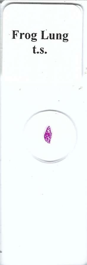 Frog Lung Microscope Slide