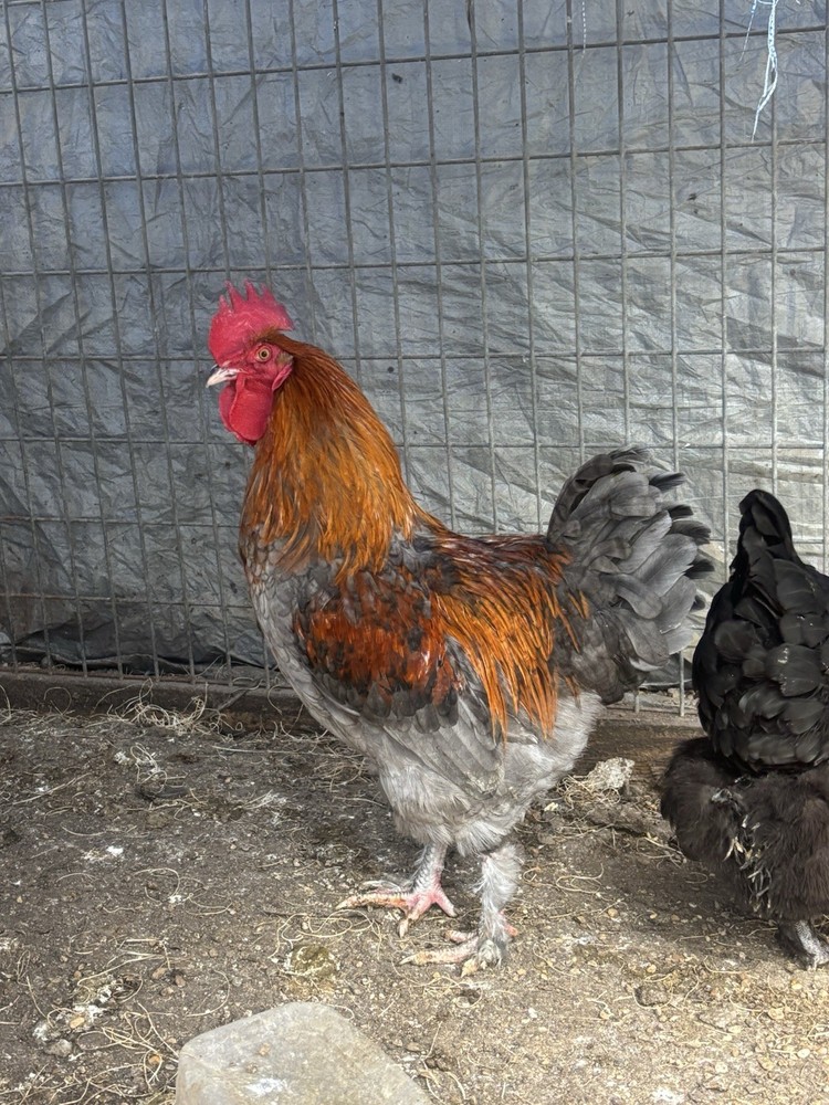 8+ Black/Blue/splash copper maran hatching eggs