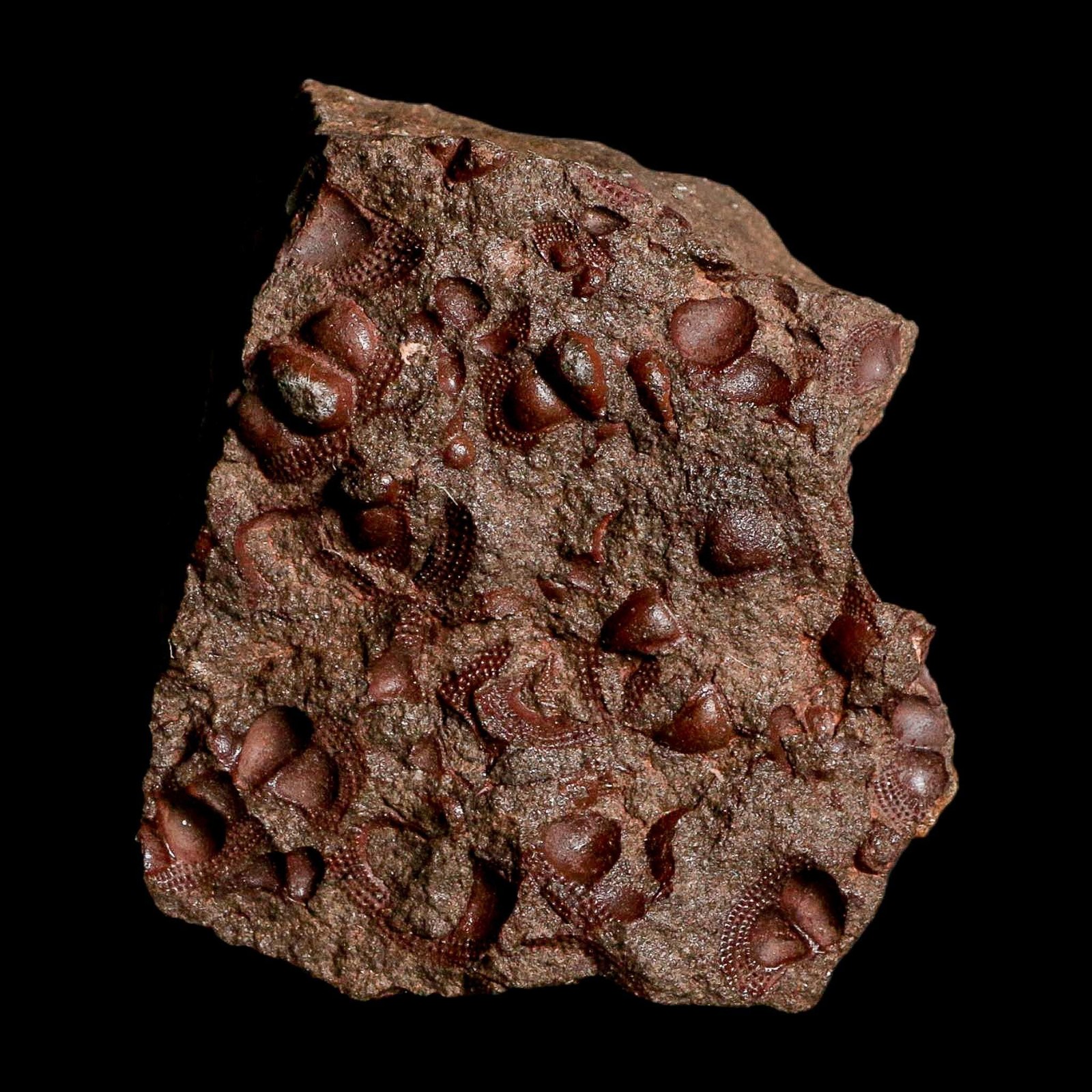 3.1" Trilobite Mortality Plate Fossil Devonian Age 400 Million Years Old COA