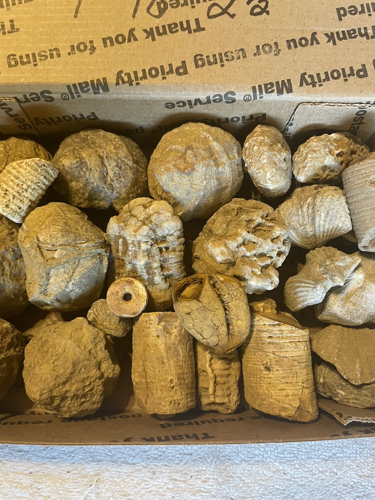 26-VARIOUS KENTUCKY FOSSILS. NICE ONES. 1” TO 2 1/2”.