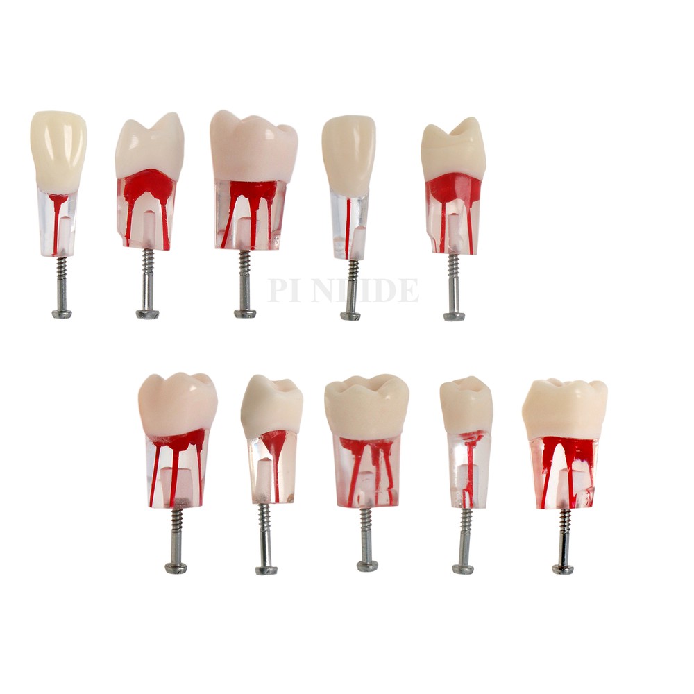 10Pcs Dental Teeth Root Canal Pulp Cavity RCT Endodontic Practice Teeth Model