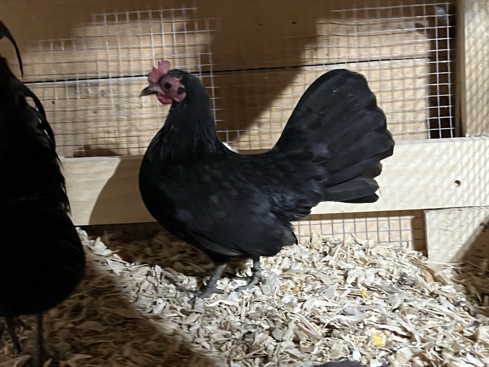 Black OEGB Hatching Eggs 10