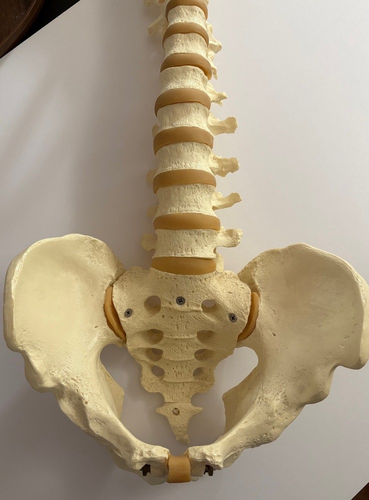 Spinal cord model with pelvic bone - Approx. 32"