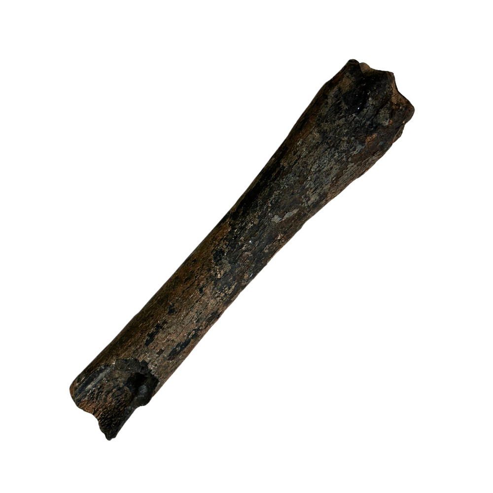 Ice Age Horse Metapodials
