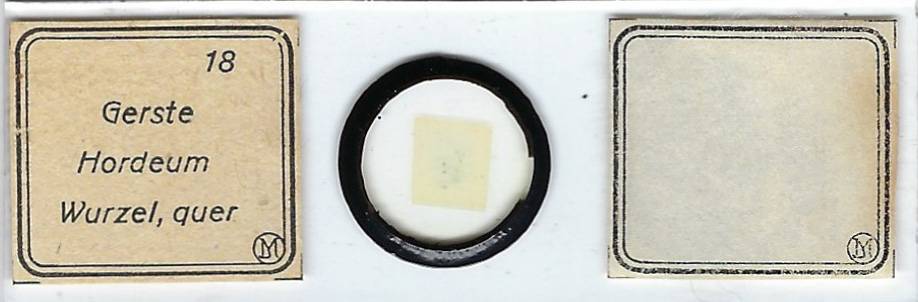 Barley Root Hordeum sp. Microscope Slide by Moeller