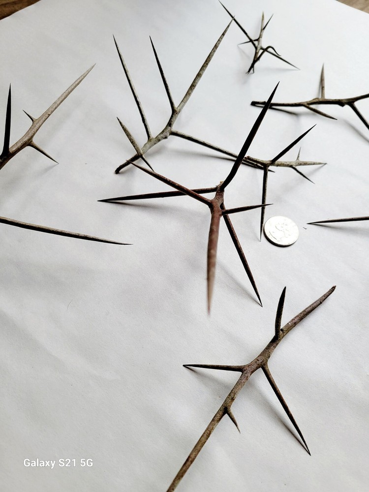 Honey Locust Thorns/XL Premium