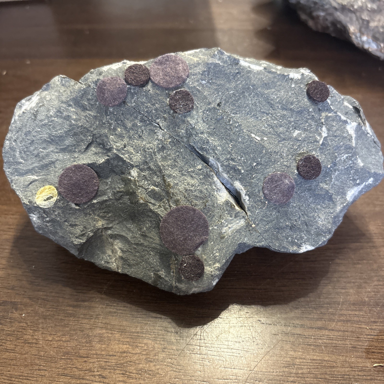 Trilobite In Matrix Paleozoic Fossil 300 Million Yrs Large