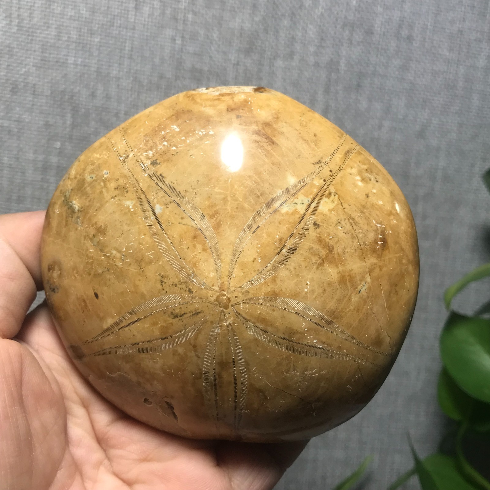 207g Starfish Crystal Specimen 16