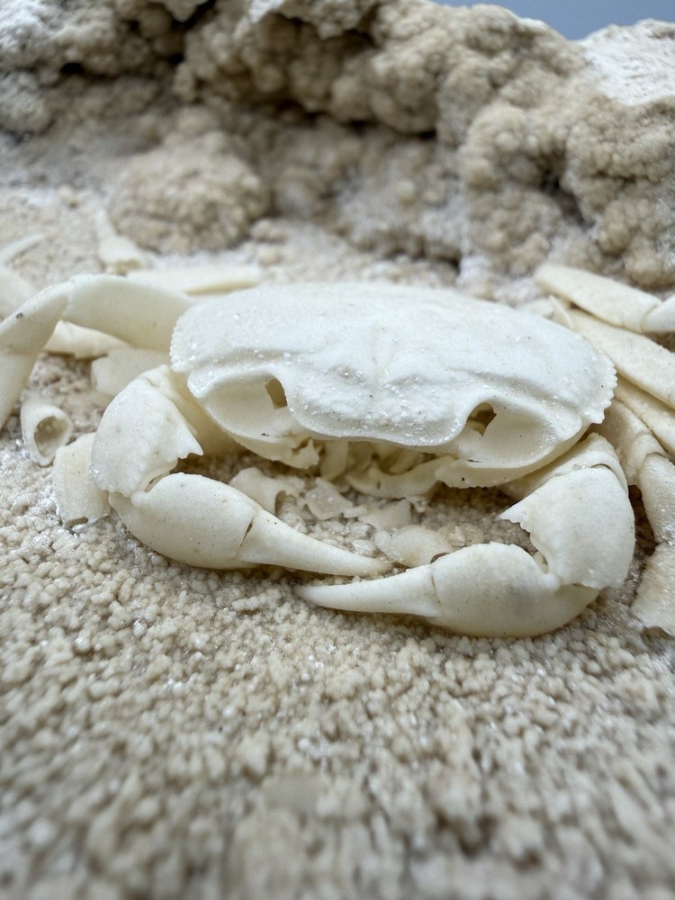 Authentic Potamon Fossil Crab Collection
