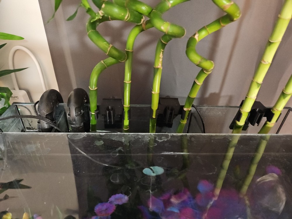 Lucky Bamboo Aquarium Holder