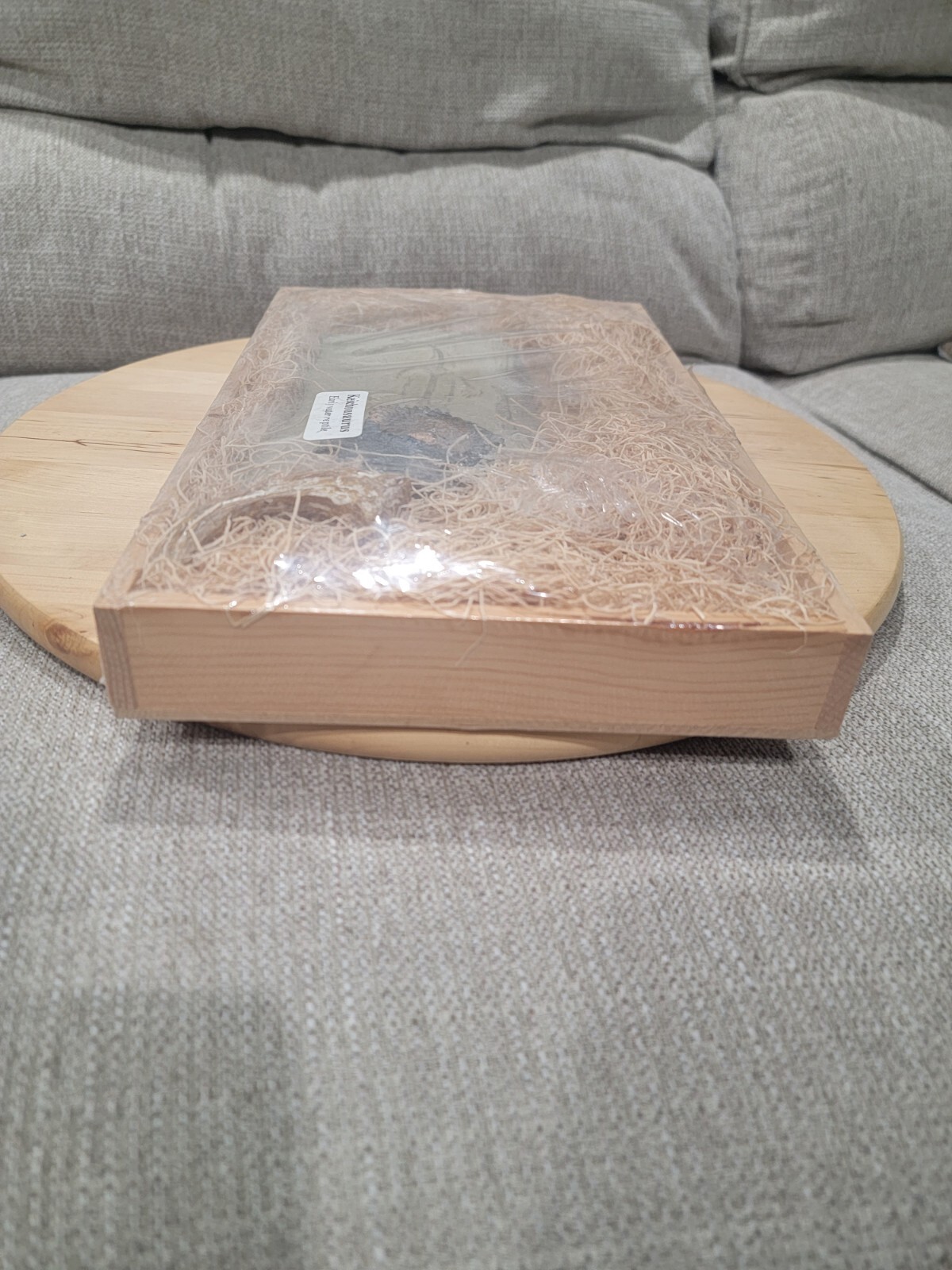 GeoCentral Keichousaurus, Ammonite, Raptor Claw - Fossils Replicas From The Past