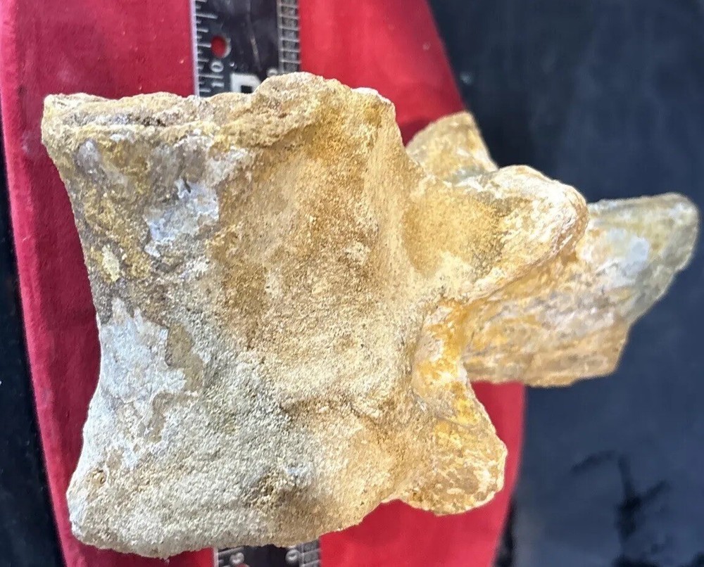 Mosasaurus vertebrae