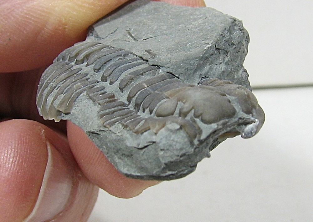 Flexicalymene Trilobite #31