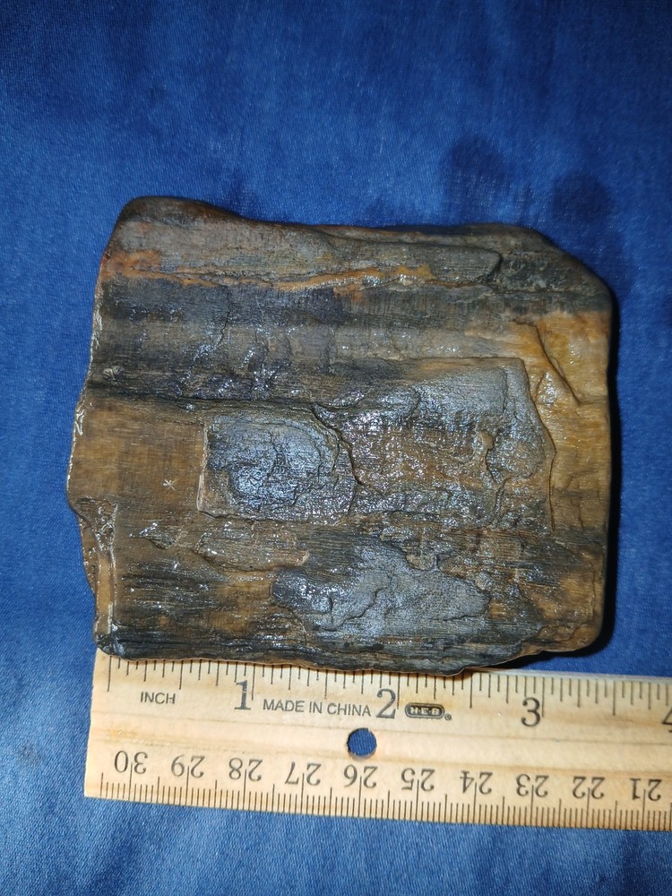 10 oz Texas Petrified Wood