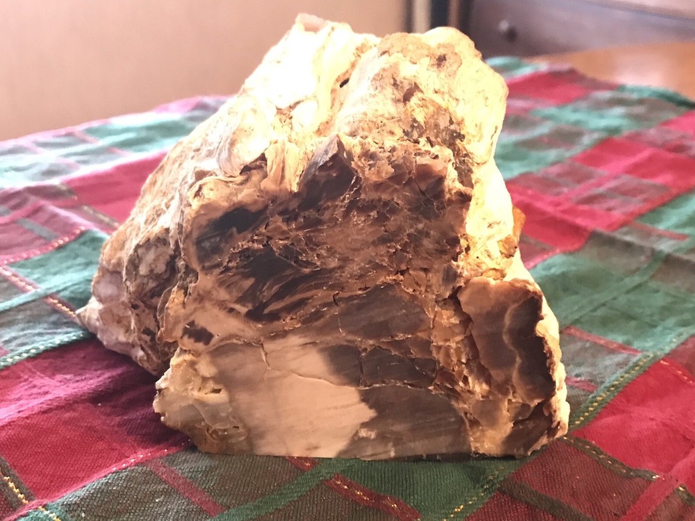 Petrified Wood 2.14 lb Display Piece  