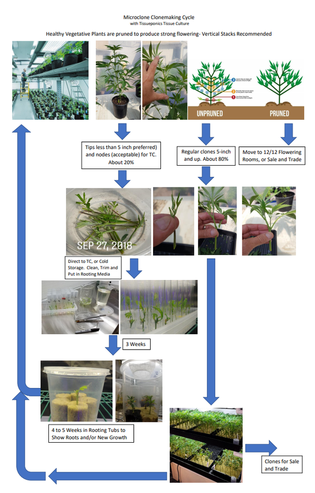 Tissue Culture Starter Kit 36 Microclone Tubes Most Plants Include Cannabis