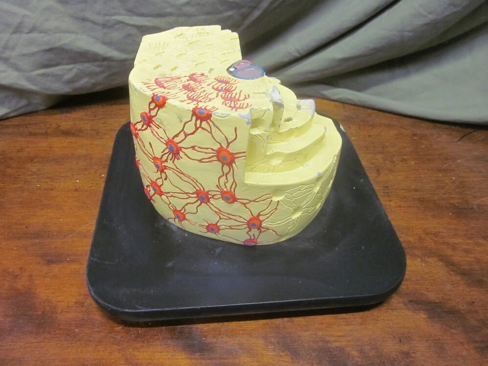 Vintage 1941 Mueller Human Bone Structure Osteon Model