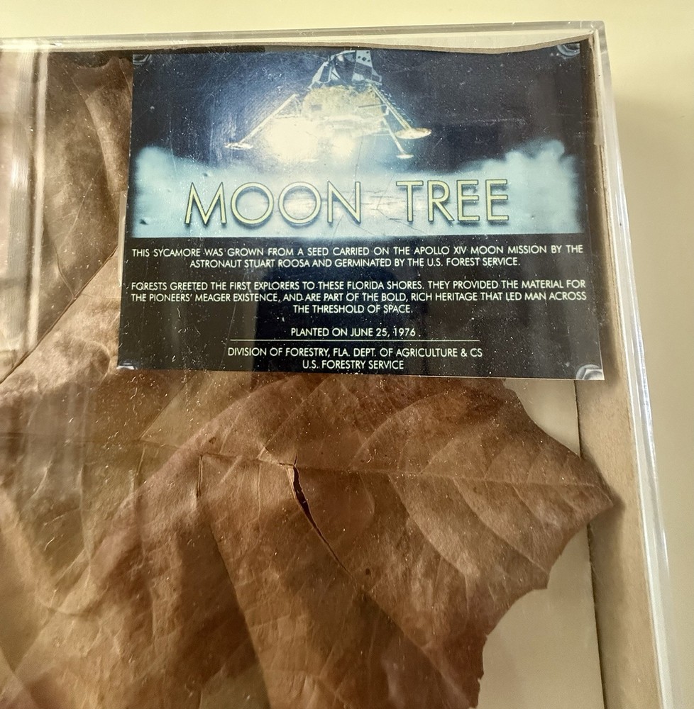 🌕 Moon Tree Leaf – Sycamore (Apollo 14 Mission, 1971)