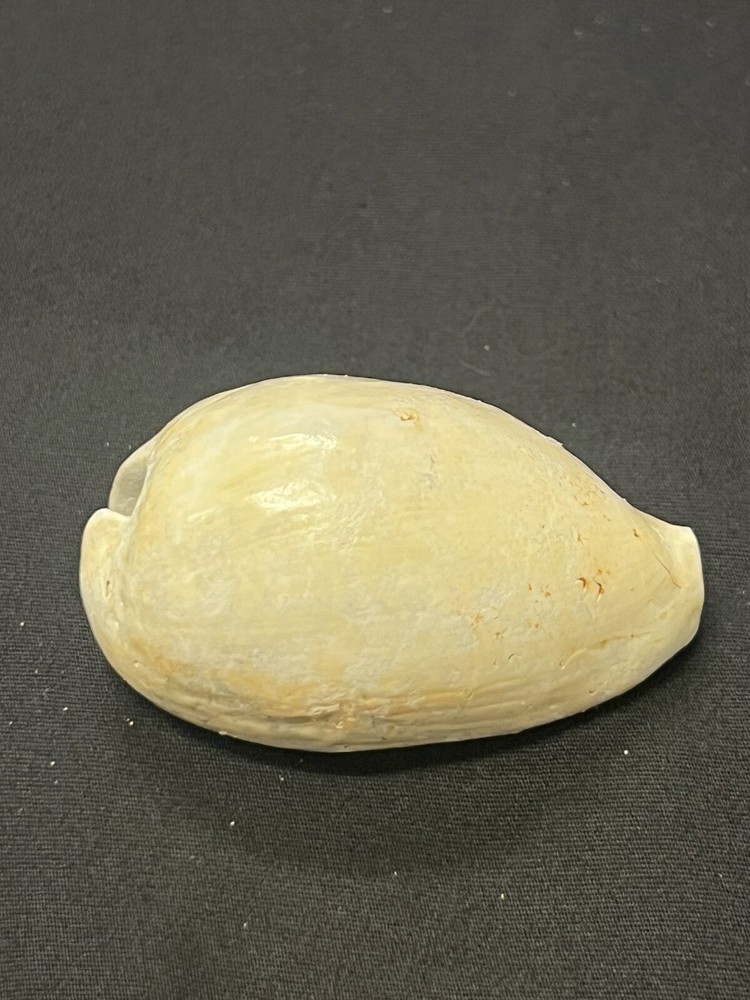 EXTINCT Fossilized COWRIE Shell From Central Florida - Pliocene Era.