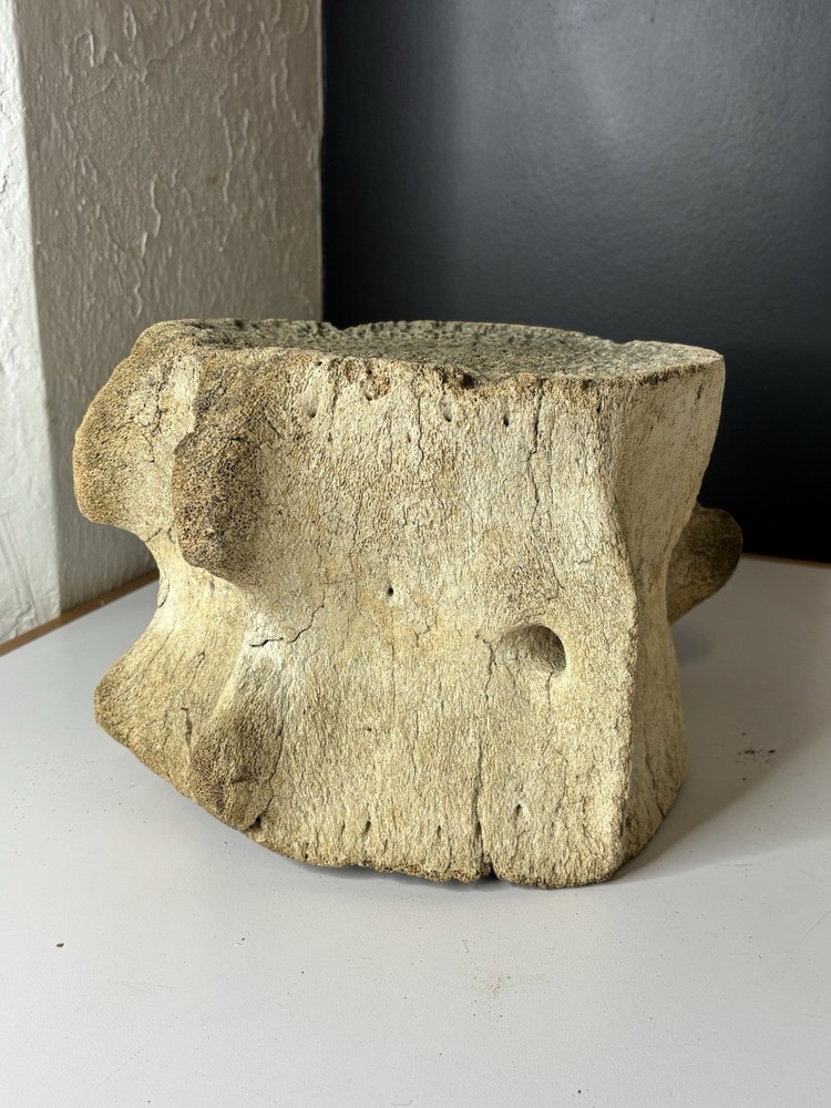 Whale Vertebrae Fossilized LARGE