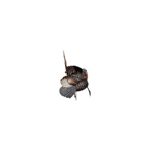AvianX HDR Strutter Decoy