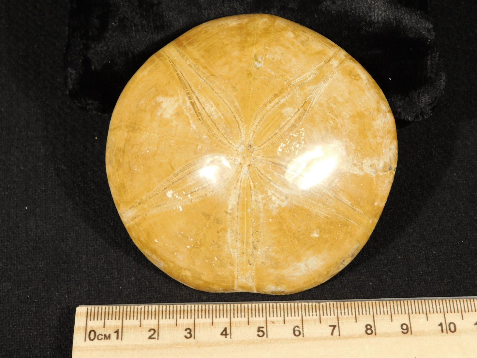 Big! Polished 150 Million Year Old! SAND DOLLAR Fossil Madagascar 195gr