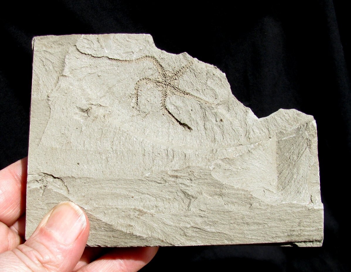 BEAUTIFUL, EXTREMELY RARE PLIOCENE OPHIURA SARSII BRITTLESTAR FOSSIL FROM JAPAN!