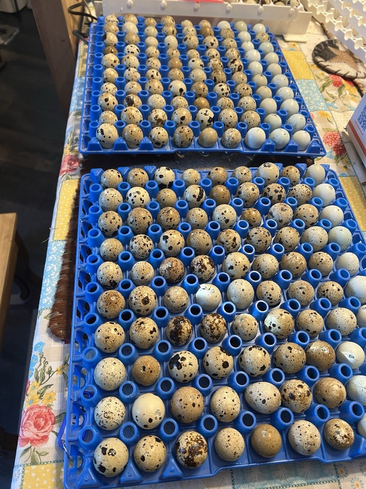 1 dozen Button/1 Dozen Mix Coturnix Hatching Eggs