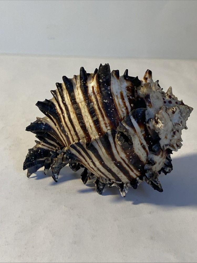 Natural Conch Seashell Black Murex Hermit Rare
