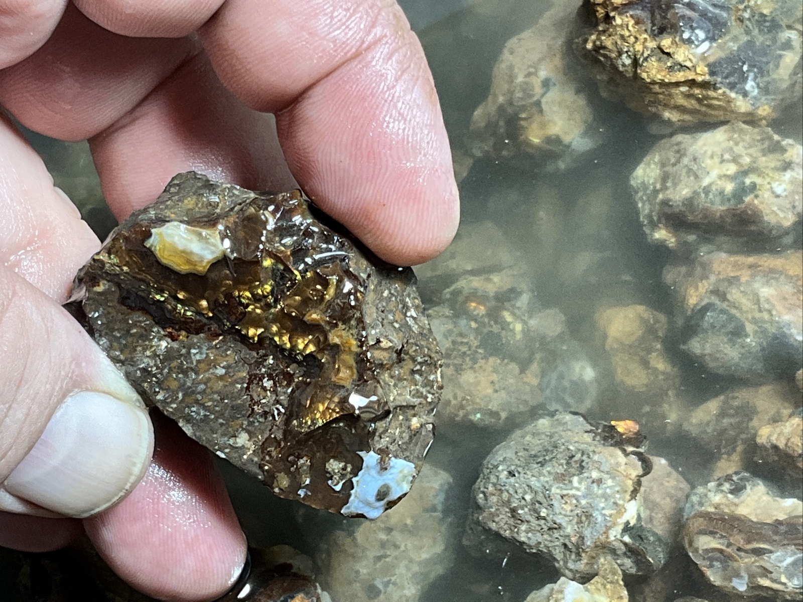 1/4 Pound Fire Agate Choice & Mid Grade Professionally Chosen Colorful Rough Lot