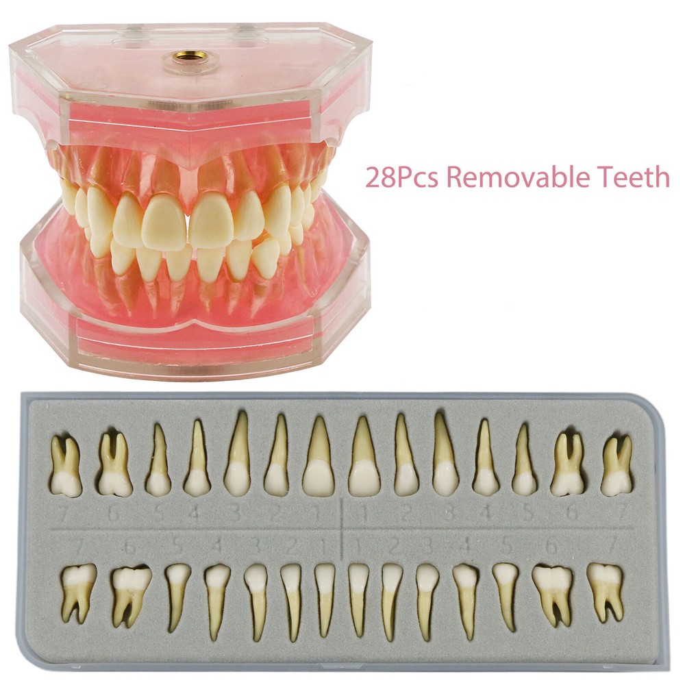 Dental Ortho Standard Teeth Study Demonstration Teaching Model Removable Teeth
