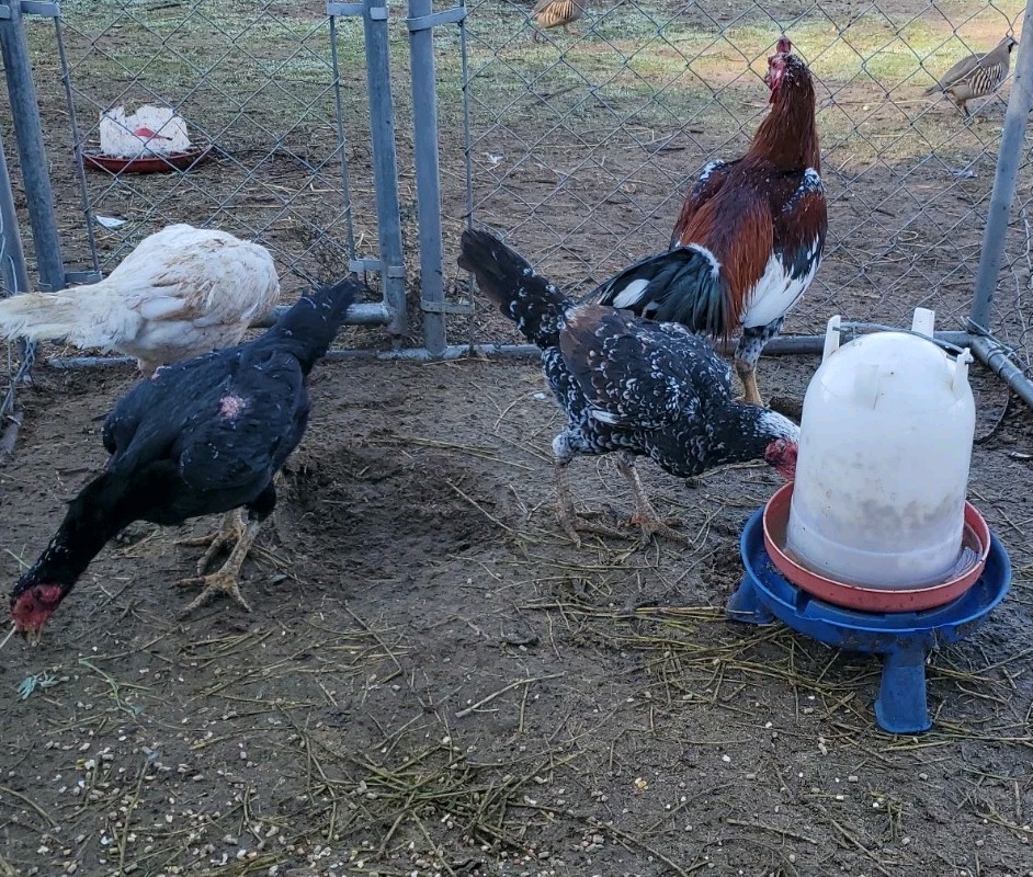 Thai Hatching Eggs 6 Total