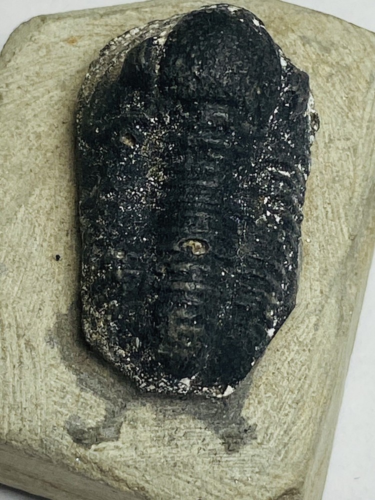 trilobite fossil