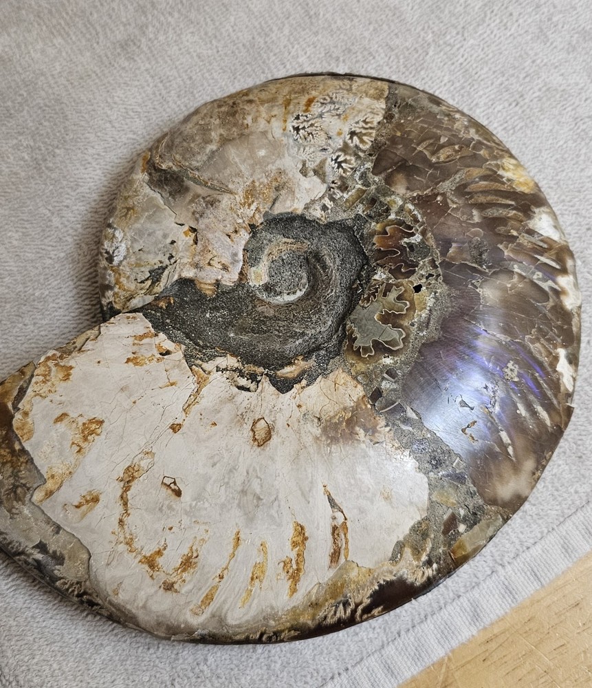 Ammonite Natural Pair